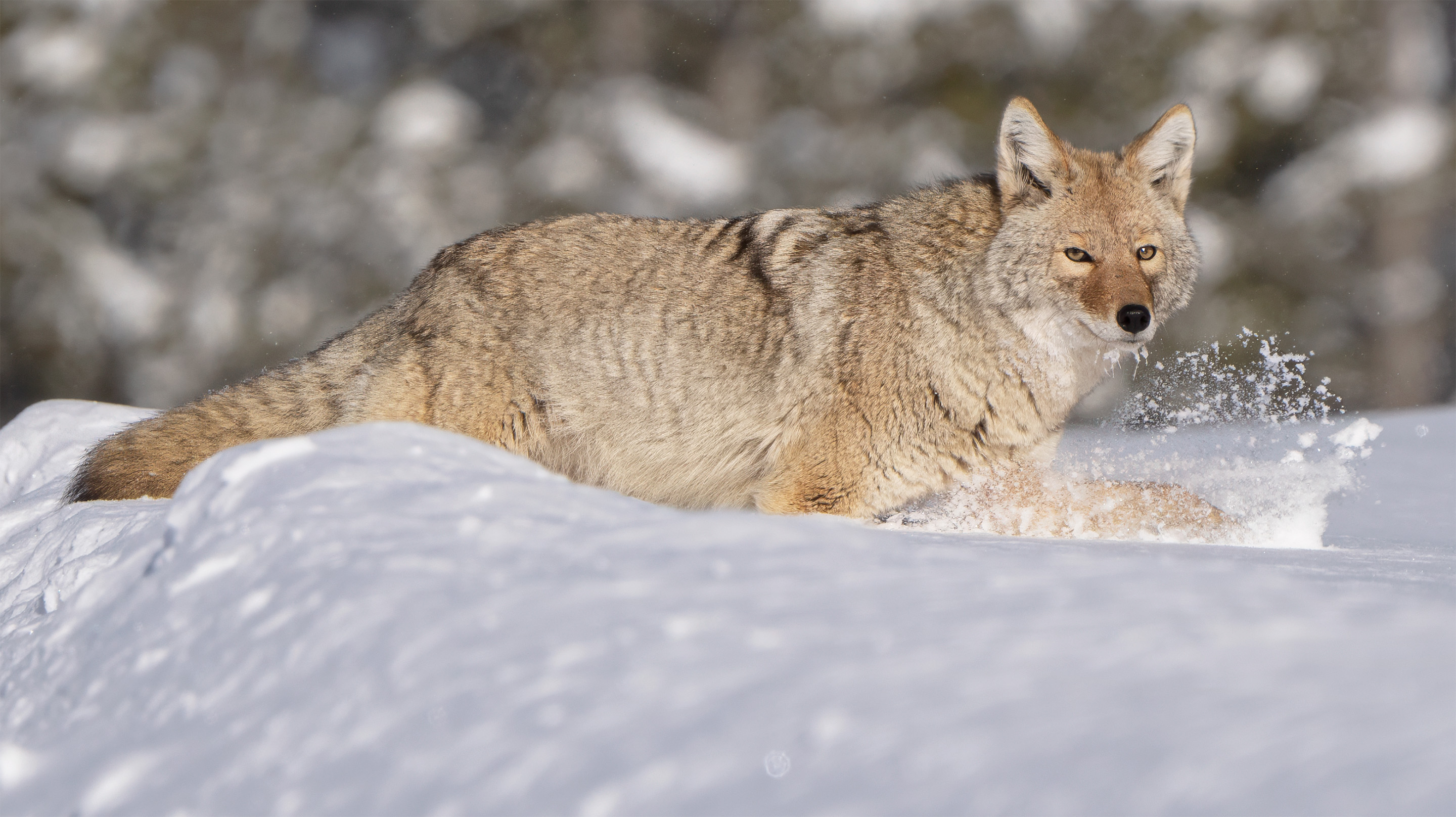 3rd PrizeAssigned Pictorial In Class 3 By Sue Guy For Cool Coyote JAN-2026.jpg